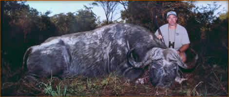 Mamemo Outfitting & Consulting - HHK Safaris - Cape Buffalo